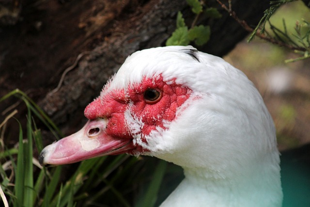 还是技术都 还是技术都
