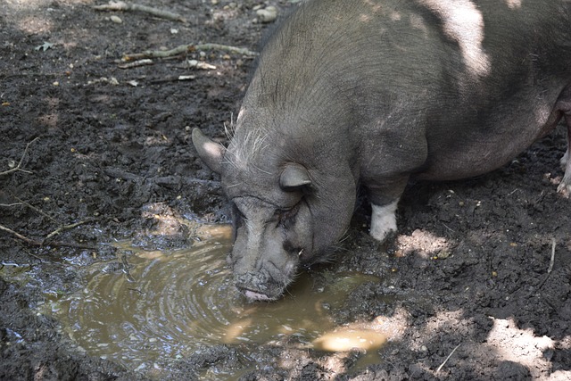 团队的整体 团队的整体